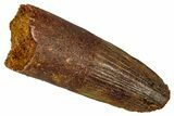 Fossil Spinosaurus Tooth - Feeding Worn Tip #344624-1